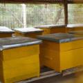 Apiculture